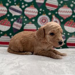 Tammy - Apricot female Goldendoodle puppy in Fayetteville, Arkansas from Mountain Grove Doodles