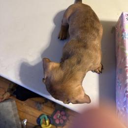 Red dapple - Dapple male Dachshund puppy in Rome, Georgia from Jade’s Dachshunds