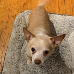 Chihuahuas from Berna's Chihuahuas