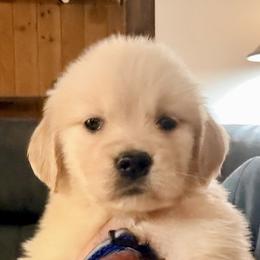 Royal Blue Collar girl - Golden female Golden Retriever puppy in Garrison, Montana from Mattiaci Goldens