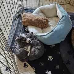 Aussiedoodle and Double Doodle Puppies from Parrish Precious Ones Texas