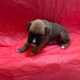 Leeann Rimes - Fawn female Boxer puppy in Willard, North Carolina from Boone’s Boxers of North Carolina