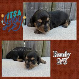 Red - Black and cream male Dachshund puppy in Jonesboro, Illinois from Twin Hills Dachshunds