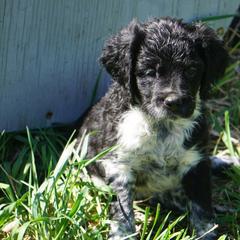 French Brittany Puppies from L'Etoile du Nord Kennels