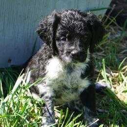 French Brittany Puppies from L'Etoile du Nord Kennels