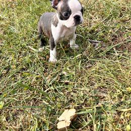 Boston Terrier and French Bulldog Puppies from 3B Kennels-Beth’s Best Boston’s