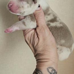Boy 3 - Fawn male American Bully puppy in El Paso, Texas from PaPaws Gotta Love It Kennels