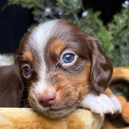 Rowan - Piebald male Dachshund puppy in Washburn, Tennessee from Clinch Mountain Dachshunds