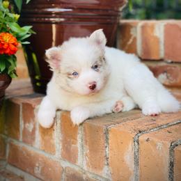 Goose - Merle male Pomsky puppy in Greenville, South Carolina from Thicketty Mountain Pomskies