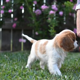 Cavalier King Charles Spaniel Puppies from Seaborne Cavalier King Charles Spaniels