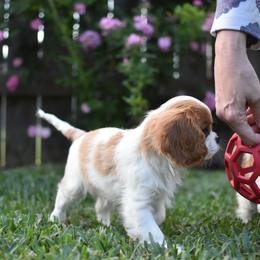 Cavalier King Charles Spaniel Puppies from Seaborne Cavalier King Charles Spaniels
