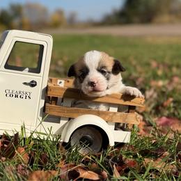 Candy Corn - Red female Pembroke Welsh Corgi puppy in Rose, Nebraska from Clearsky Corgis