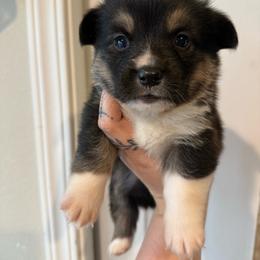 Boy 2 - Black and tan male Pembroke Welsh Corgi puppy in Aberdeen, Washington from Coastal country Farms