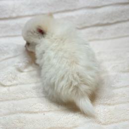 Biscuit - Cream parti male Pomeranian puppy in Stuart, Virginia from Lil Aussie Posse
