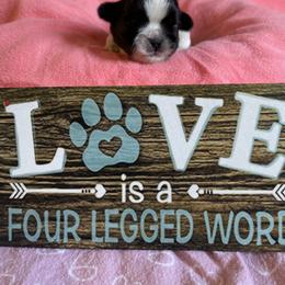 Shih Tzu Puppies from Aloha Shih Tzu