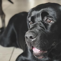 Phillip aka Dak - Black Labrador Retriever puppy in Orlando, Florida from Kychel Labradors