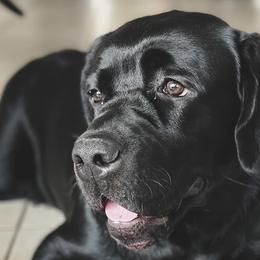 Phillip aka Dak - Black Labrador Retriever puppy in Orlando, Florida from Kychel Labradors