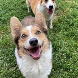 Pembroke Welsh Corgis from Viktor MahHaan Kennels - VMH Kennels