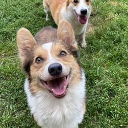 Pembroke Welsh Corgis from Viktor MahHaan Kennels - VMH Kennels