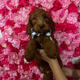 Black collar - Red  male Goldendoodle puppy in Bakersfield, California from Cisneros Goldendoodles