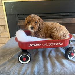 Riesling - Red female Cockapoo puppy in Connersville, Indiana from MoonShine Babies