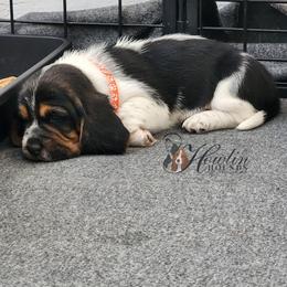 Kiri - Black brown and white female Basset Hound puppy in Surprise, Arizona from Howlin Hounds