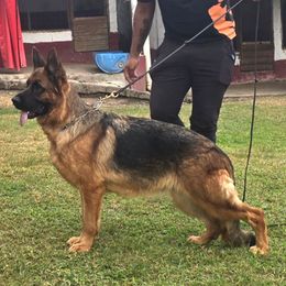 Shakira - German Shepherd