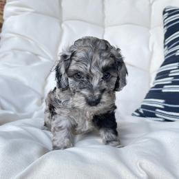 Cockapoo Puppies from Oak and Magnolia