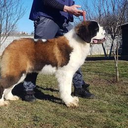 Koda - Saint Bernard