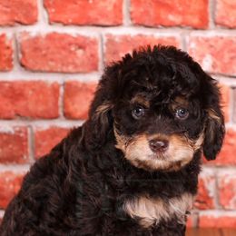 Assorted Doodle Crosses, Aussiedoodles, Bernedoodles, Cavapoos, Goldendoodles, and Sheepadoodles from Happy Top Doodles