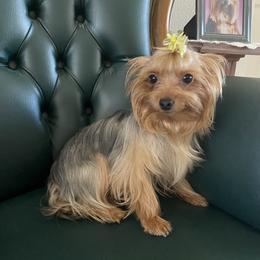 Layla - Yorkshire Terrier