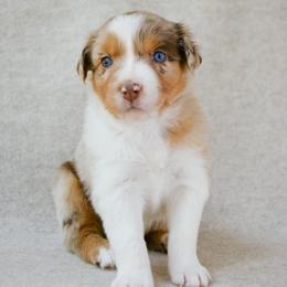 Sage - Red merle female Australian Shepherd puppy in Aberdeen, North Carolina from Huckleberry Hill Aussies LLC.