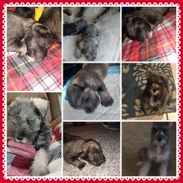Willow - Miniature Schnauzer puppy in Chattaroy, Washington from Twisted Pines Mini Schnauzers