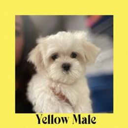 Biewer Terrier, Maltese, Maltipoo, and Poodle Puppies from Maltipoo Tiny Pups