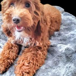 Stevie - Goldendoodle