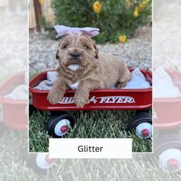 Glitter - Cream female Goldendoodle puppy in Las Vegas, Nevada from Bridges Goldendoodles