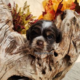 Navy Collar - Brown roan and tan male Cocker Spaniel puppy in Stanford, Kentucky from Eagle Cliff Kennel