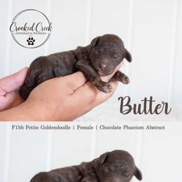 Butter - Phantom female Goldendoodle puppy in Woodruff, South Carolina from Crooked Creek Doodles and Poodles