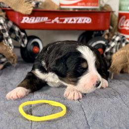 Dolly (Yellow girl) - Tri-color female Bernedoodle puppy in Waukesha, Wisconsin from Bernedoodle Boutique (and Cavapoos)