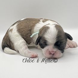 Brindle and White Female - Mint Collar - Brindle and white female Shih Tzu puppy in Crawfordsville, Indiana from Swaying Sycamore Farm