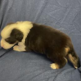 Jason - Black tri-color male Australian Shepherd puppy in Hammond, Louisiana from Gold Ring Australian Shepherds