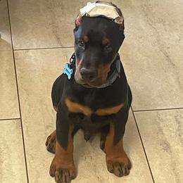 Doberman Pinscher Puppies from JM Dobermans