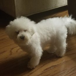 Roi - Bichon Frise