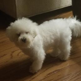 Roi - Bichon Frise
