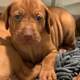 Hulk - Golden rust Vizsla puppy in Taylors, South Carolina from Venturous Vizslas