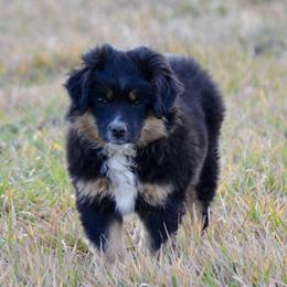 Warner - Black tri male Toy Australian Shepherd puppy in Bly, Oregon from Apacheblus Toy Aussies