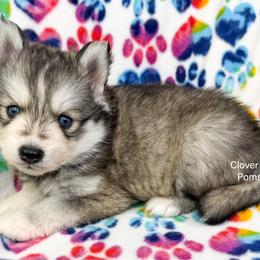 Chinook - Black and white male Pomsky puppy in Sheffield, Iowa from Clover Ridge Pomskies