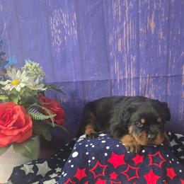 Boy - Black and tan male Rottweiler puppy in Peoria, Arizona from Von Diamond Hearts Rottweilers