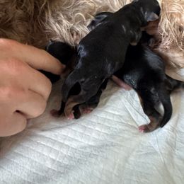 Blair Blue - Blue and gold male Yorkshire Terrier puppy in Waianae, Hawaii from Makanalani Yorkies and Iggys