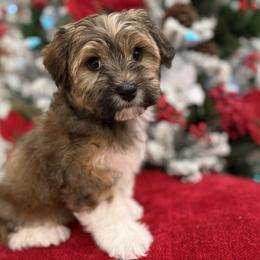 Bernedoodle, Cavapoo, Havanese, and Havapoo Puppies from Lady Paws Puppies - Cassie